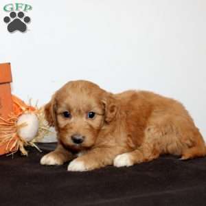 Pearl, Mini Goldendoodle Puppy